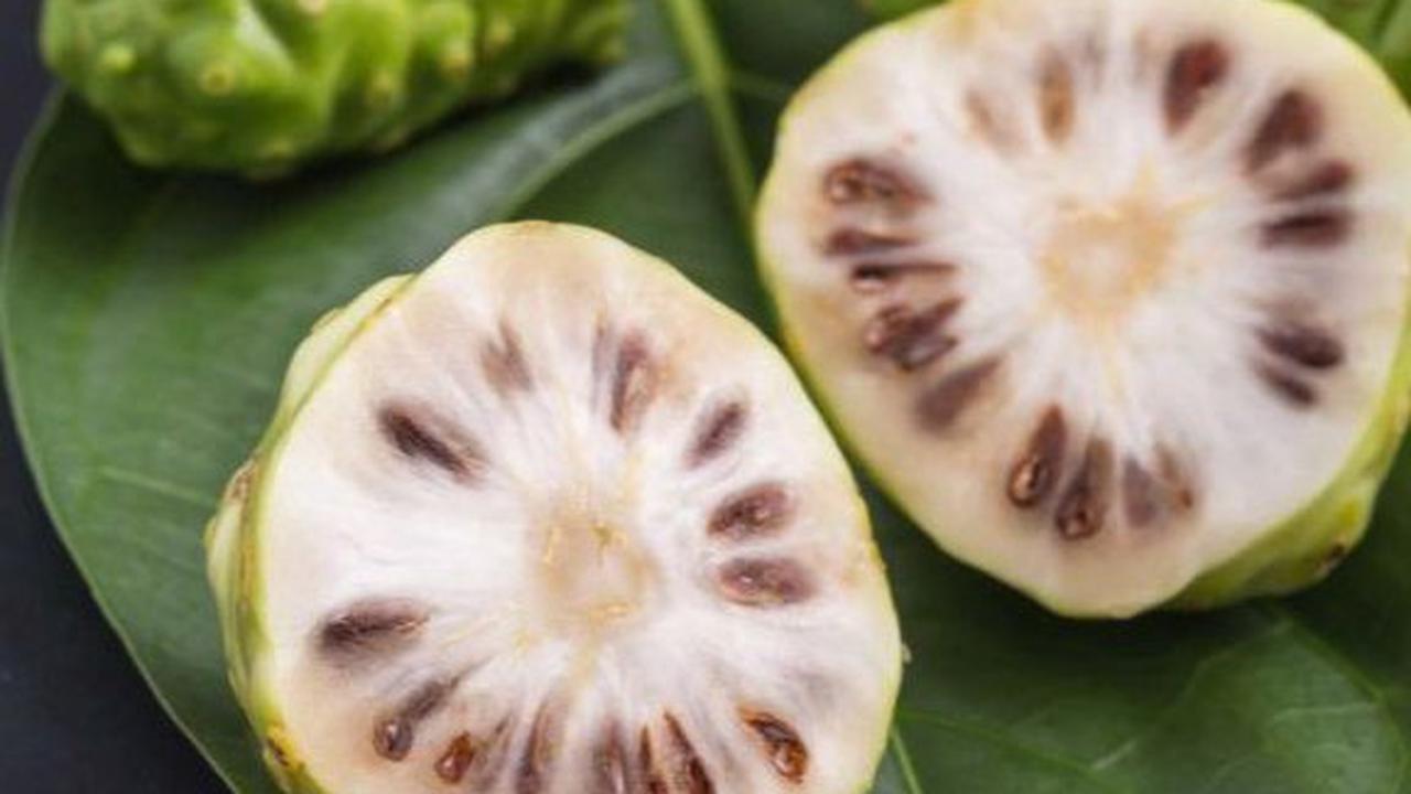 Cara Mudah Membuat Rebusan Mengkudu untuk Turunkan Gula Darah hingga Asam Urat