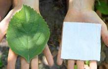 Mengenal Plectranthus Barbatus, Tanaman Pengganti Tisu Toilet yang Lebih Ramah Lingkungan