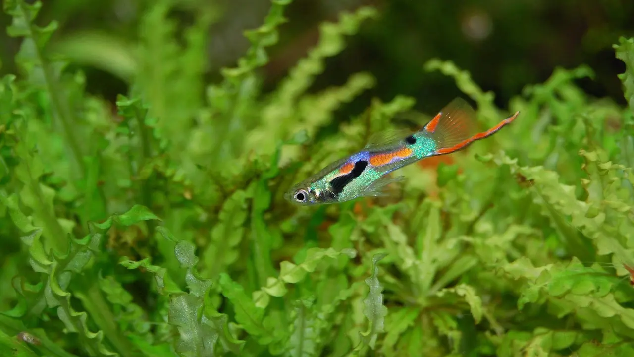 Festival ikan guppy