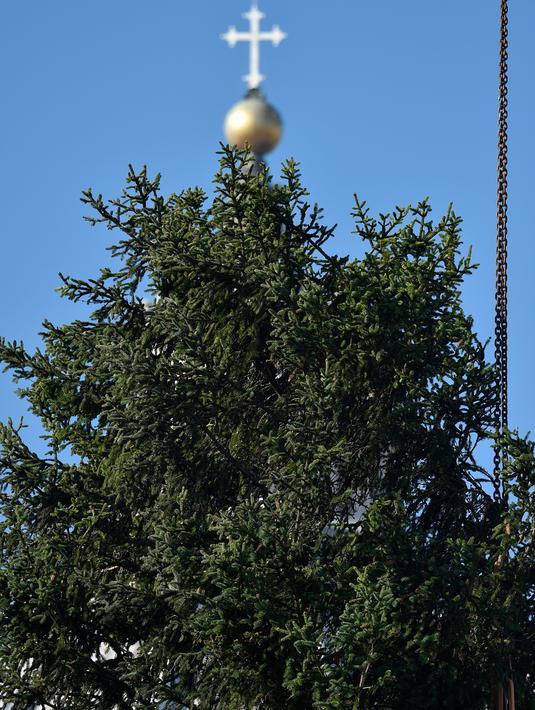 Sebuah pohon Natal raksasa berdiri di Alun-alun Santo Petrus, Vatikan, Kamis (23/11). Pohon Natal yang didatangkan dari Polandia ini tingginya mencapai 28 meter. (Andreas SOLARO / AFP Photo)