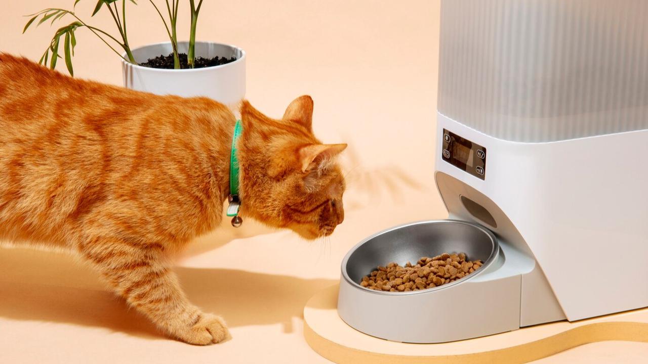 Kucing Makan