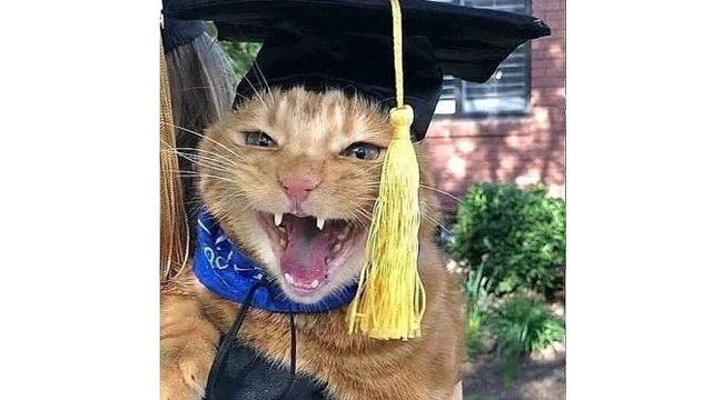 6 Foto Kucing Berdandan Ini Kocak Bikin Geleng Kepala Hot Liputan6 Com