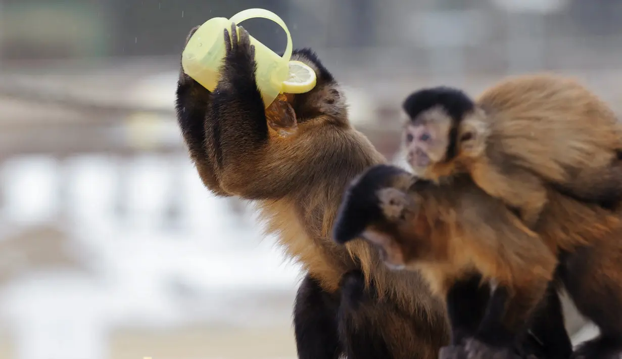 Seekor monyet capuchin meminum teh hangat di kebun binatang Debrecen, Budapest, Hungaria, Rabu (25/1). Pihak pengelola kebun binatang memberikan minuman hangat kepada para hewan untuk menghangatkan tubuh saat udara dingin. (Zsolt Czegledi/MTI via AP)