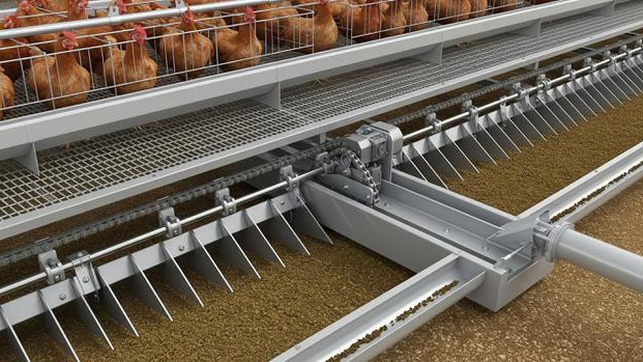 6 Model dan Sistem Pembuangan Kotoran Kandang Ayam Petelur yang Efektif dan Hemat Biaya