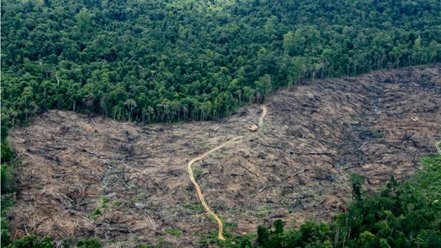 Kerusakan hutan