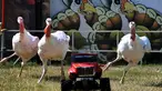 Sejumlah ayam kalkun mengejar truk remote kontrol saat balap Turkey Stampede pada acara tahunan Kern County Fair di Bakersfield, California, Sabtu (30/9). Mainan truk remote kontrol itu berisi makanan sebagai umpan bagi ayam Kalkun. (Mark RALSTON/AFP)