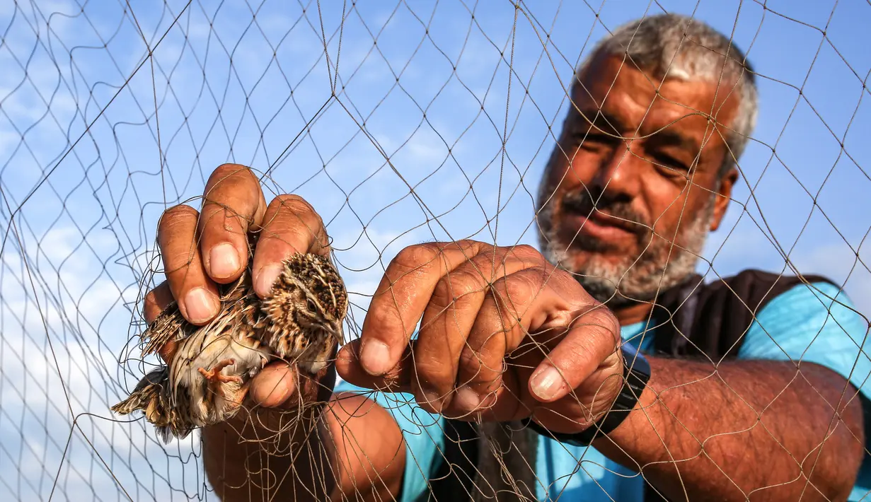 Seorang pria menangkap burung puyuh yang terjerat jaring perangkap di sebuah pantai di Khan Yunis di Jalur Gaza selatan (11/9/2019). Tiap tahun, burung puyuh ulai berdatangan ke pantai-pantai Mediterania pada bulan September. (AFP Photo/Said Khatib)