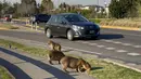 Kawanan kapibara yang memakan rumput di sebelah jalan di komunitas yang terjaga keamanannya di Tigre, Buenos Aires pada 27 Agustus 2021. Kawanan hewan pengerat terbesar di dunia ini berkeliaran di jalan-jalan dan mengganggu lalu lintas, atau berkeliaran di tempat sampah orang (MAGALI CERVANTES/AFP)