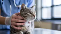 Apakah Kucing Bisa Nangis? Ini Fakta dan Penjelasan Dokter Hewan