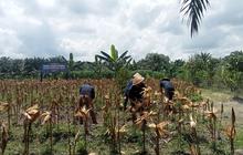 Fakta Menarik: Ditjenpas Jambi Gandeng Bulog Serap Jagung WBP, Dorong Penyerapan Jagung Lapas Narkotika Jambi untuk Ketahanan Pangan