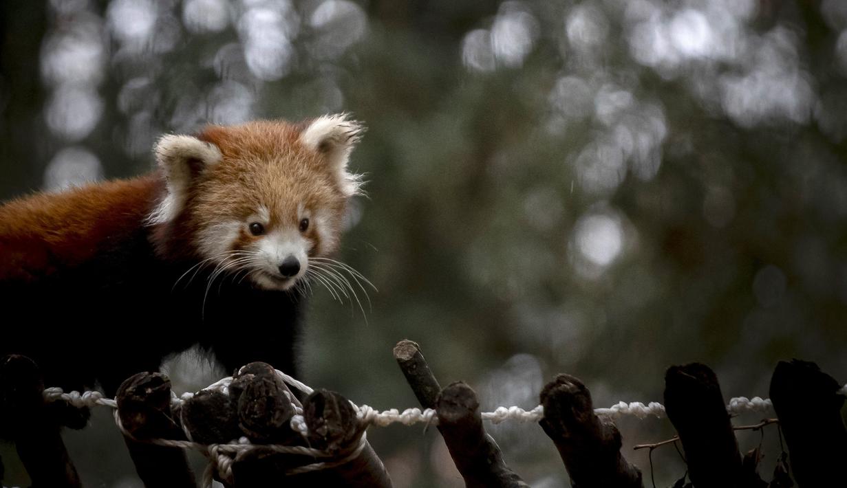 Panda merah memiliki panjang badan kurang lebih hanya 100 sentimeter dengan bobot antara 3,5 hingga tujuh kilogram. (CARLOS COSTA / AFP)