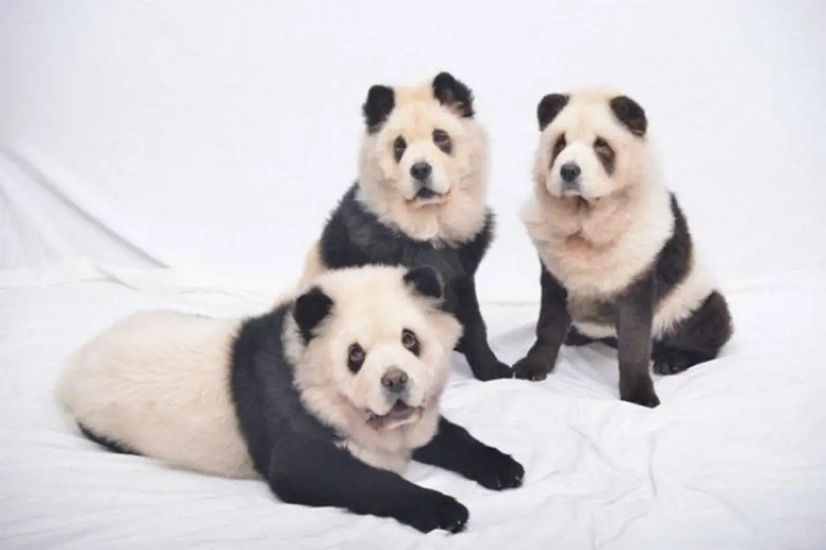 Anjing Panda