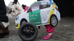 Seekor anjing dalam kostum berbentuk mobil terlihat selama Parade Tompkins Square Halloween Dog di New York, 27 Oktober 2018. Anjing dengan kostum yang paling unik akan dinobatkan sebagai pemenang dan mendapat hadiah dari panitia. (TIMOTHY A. CLARY / AFP)