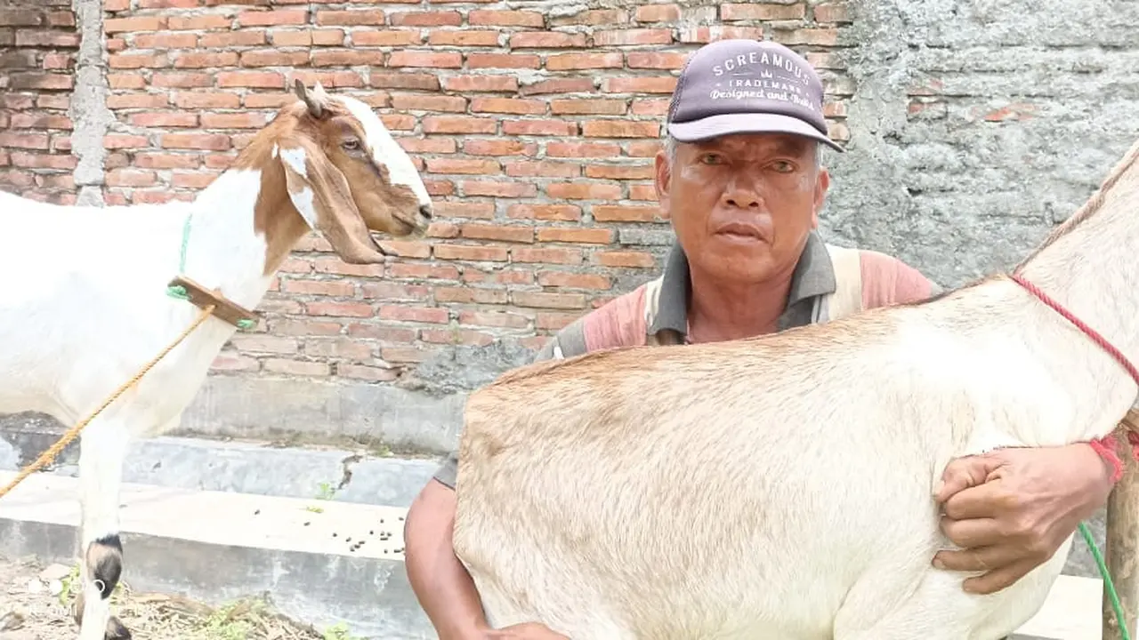Kambing bantuan Wakil Gubernur Jawa Tengah Taj Yasin saat diterima peternak di Desa Sugihmanik, Kecamatan Tanggunfharjo, Kabupaten Grobogan. (Foto: Liputan6.com/Felek Wahyu)