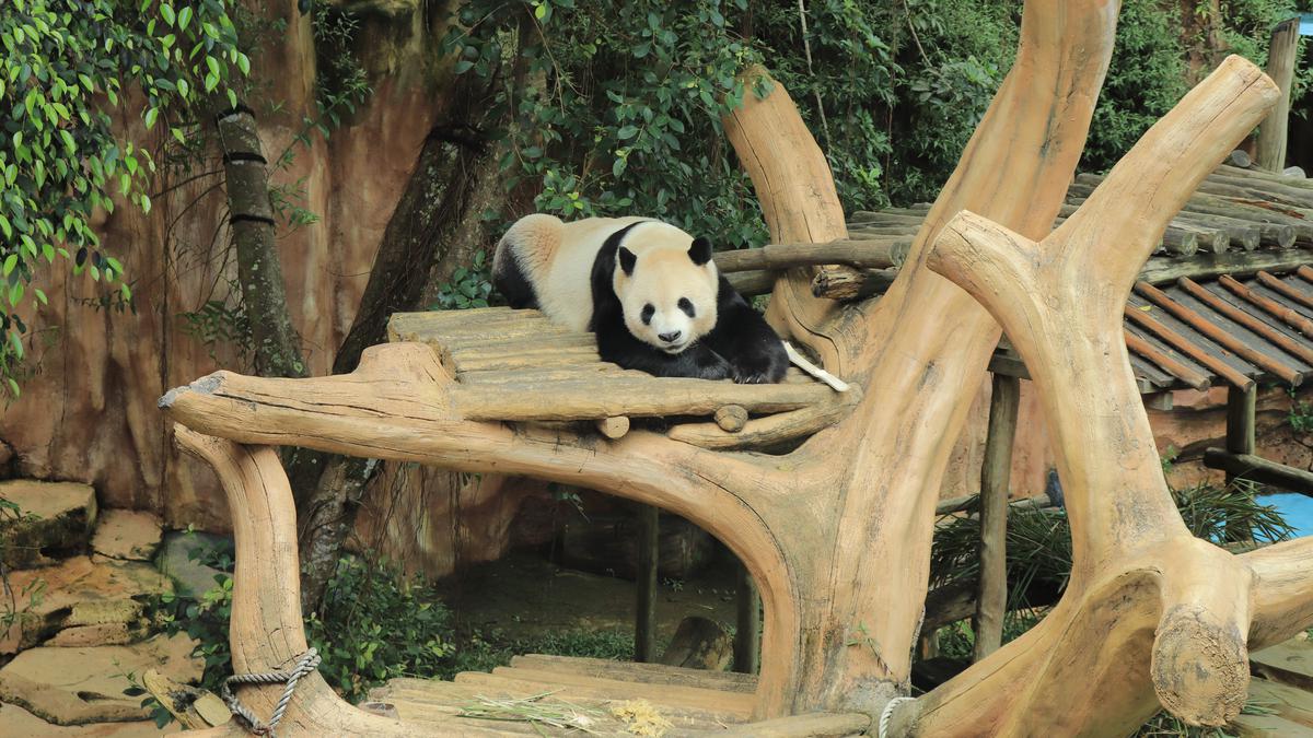 Upaya Taman Safari Indonesia Wujudkan Kelahiran Bayi Panda Pertama di Indonesia