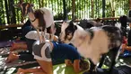 Dua ekor kambing Dwarf Nigeria menaiki tubuh peserta Yoga di Golden Road Pub di Los Angeles (7/5). Yoga bersama kambing yang kini menjadi tren di Amerika Serikat diselenggarakan oleh Hello Critter Goat Yoga. (AFP Photo/Mark Ralston)