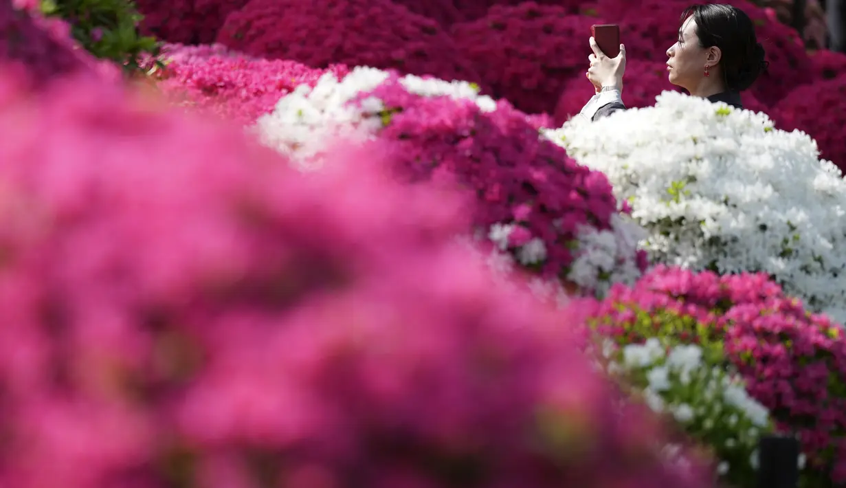 Pada bulan April, saat musim semi mencapai puncaknya bunga azalea akan memenuhi pekarangan kompleks Kuil Nezu. (AP Photo/Eugene Hoshiko)