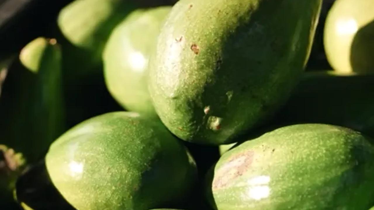 Petani Alpukat