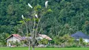 Burung kuntul hinggap di sebuah pohon di sebuah sawah di Lhoknga, provinsi Aceh, pada 10 Januari 2024. (CHAIDEER MAHYUDDIN/AFP)