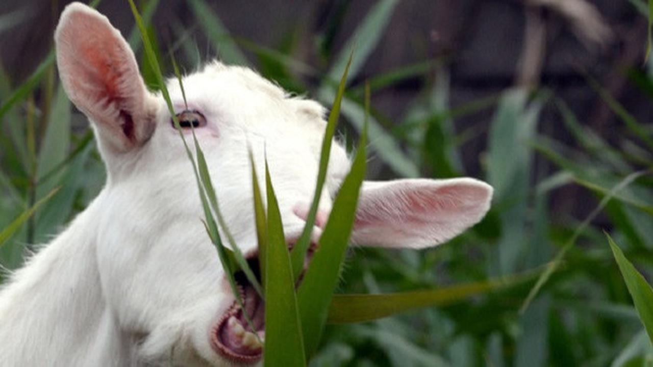 Syarat Hewan Kurban Kambing Menurut Ulama, Ketahui Ketentuan Lengkapnya