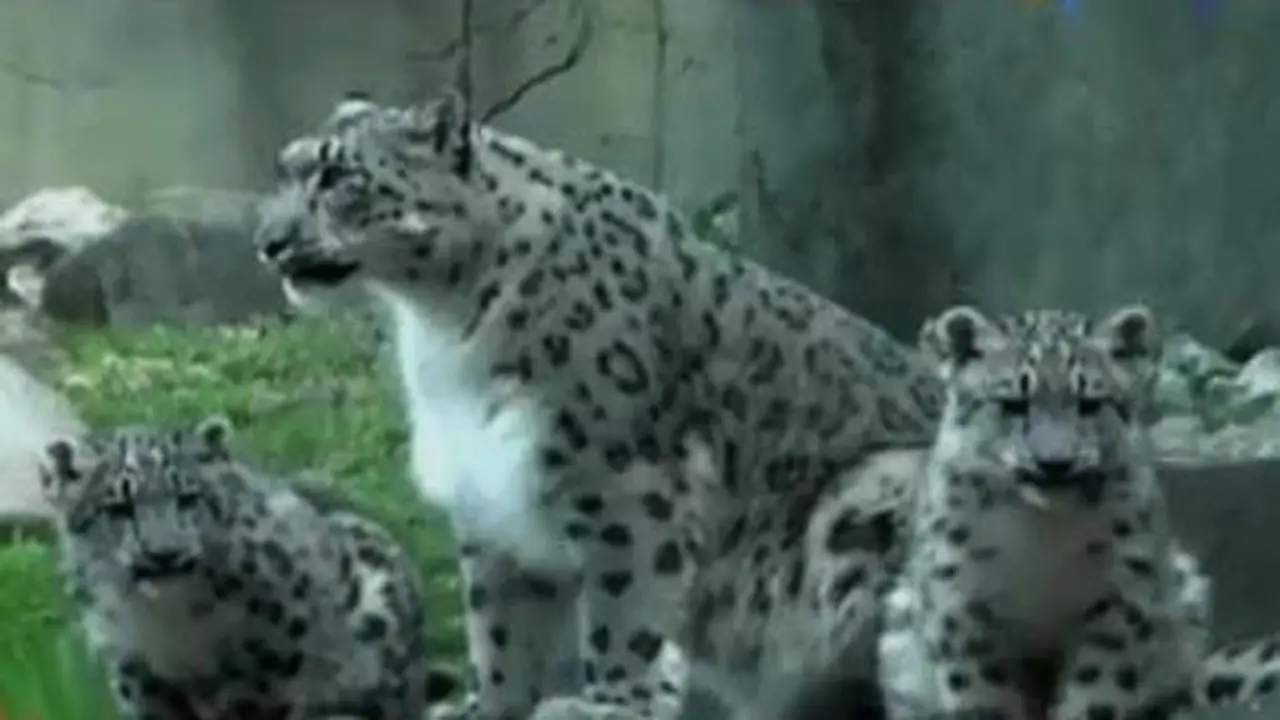 Jendela Dunia: 2 Bayi Macan Tutul Salju Muncul di Brookfield Zoo