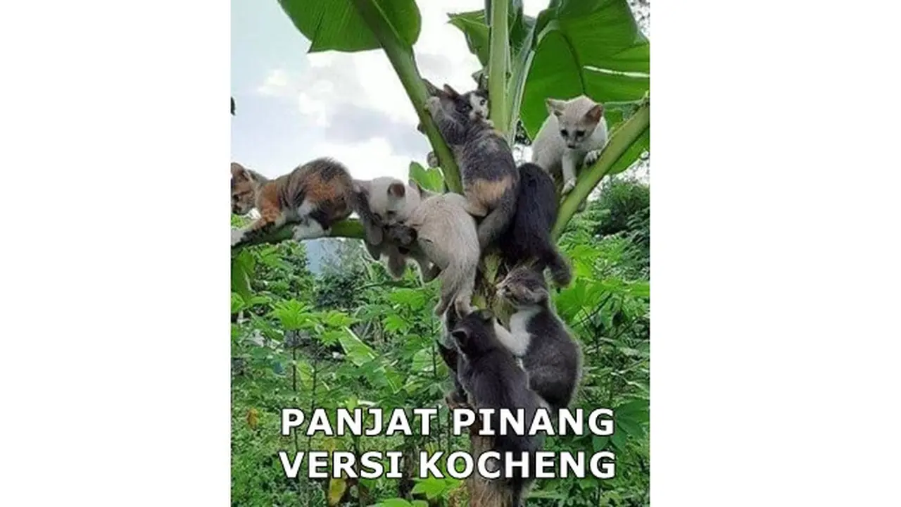 7 Meme Panjat Pinang Ini Sukses Bikin Senyum Nyengir Hot