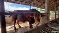 Sapi limosin yang dibeli untuk dikurbankan Jokowi berusia 4,5 tahun (Istimewa)