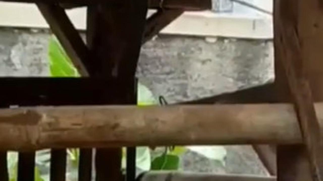 Hanya Ada 7 di Pulau Jawa, Ini Fakta Kambing Unik Bertanduk 5 di Bogor