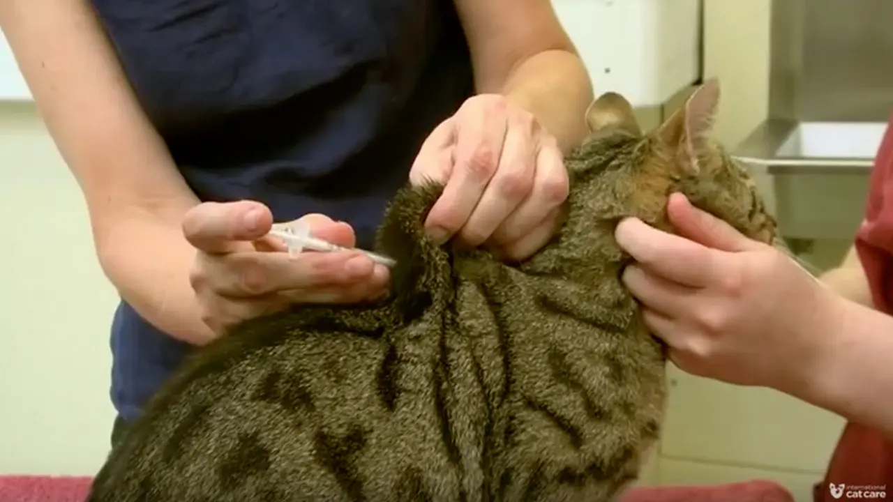 Ilustrasi diabetes pada kucing