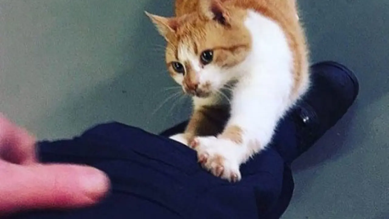 Kucing pemadam kebakaran yang jadi viral di Instagram. (Instagram Flame the Arson Cat)