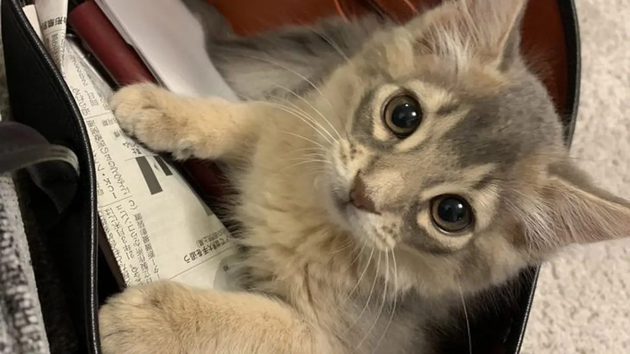 7 Potret Menggemaskan Kucing Ini Bakal Ceriakan Harimu