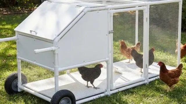 Ilustrasi Kandang Ayam Rangka Pipa PVC Ringan dan Portable/Gemini AI