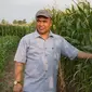 Sulawesi Selatan sebagai sentra produksi jagung memiliki potensi lahan jagung yang luar biasa, produksinya mampu penuhi kebutuhan pangan