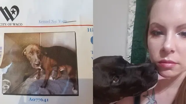 5 Kisah Anjing Sebelum dan Sesudah Diadopsi Ini Bikin Haru