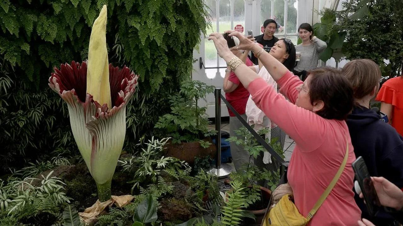 bunga bangkai