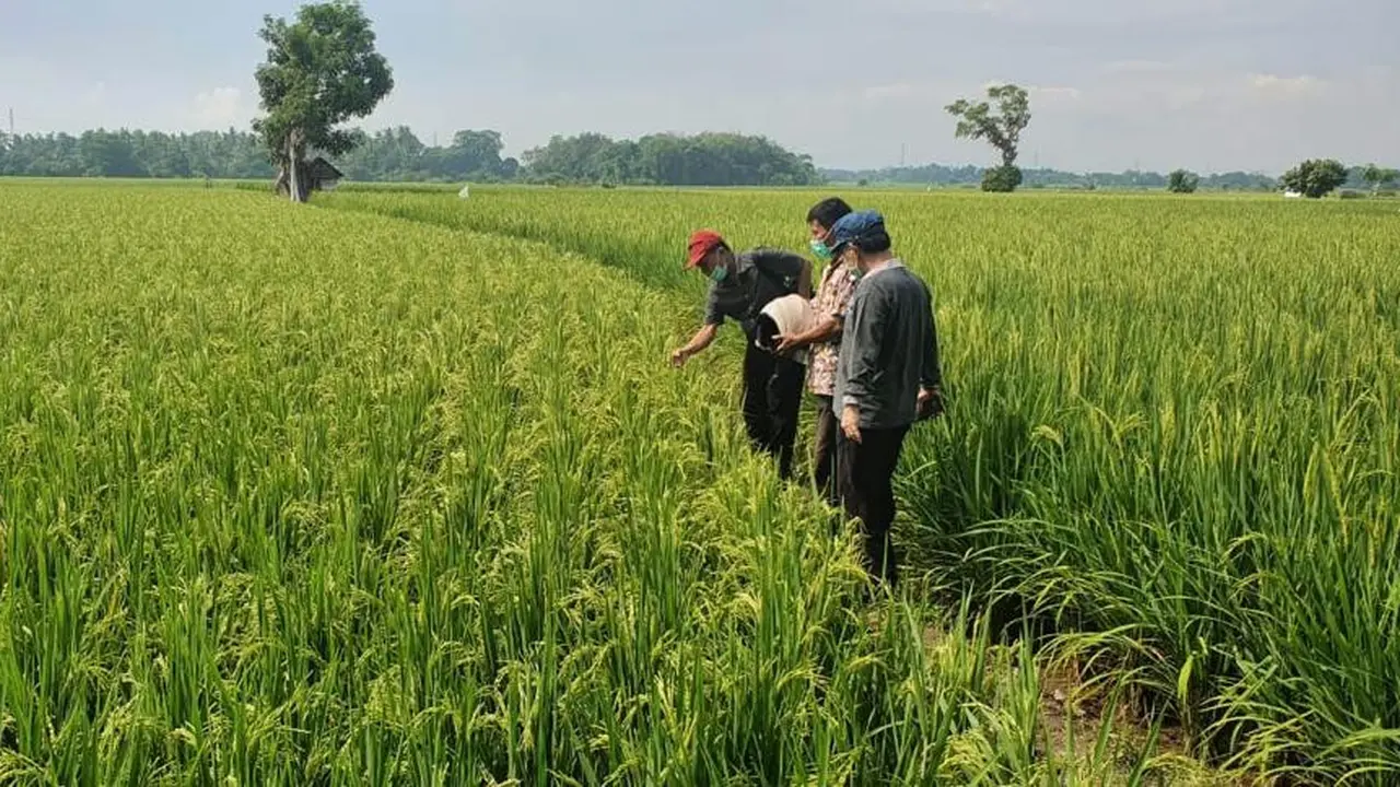 Kondisi pertumbuhan di lahan padi di Kabupaten Gowa, Sulawesi Selatan