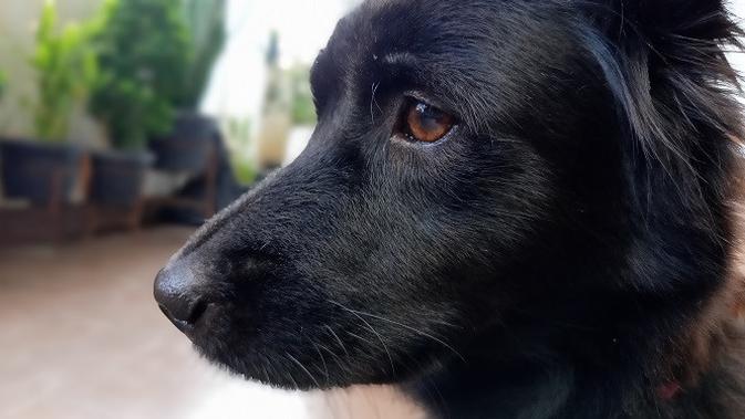 Hasil Foto Kamera Belakang Realme C25s (Liputan6.com/Agustinus M. Damar)