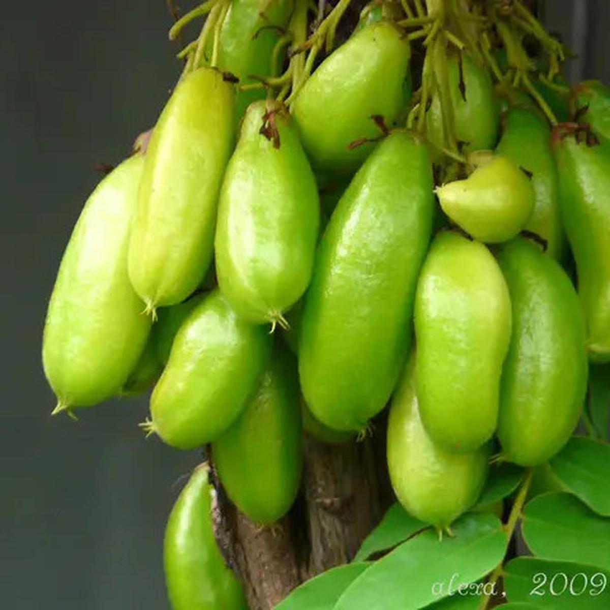 Manfaat Belimbing Wuluh, Rahasia Buah Asam Penurun Kolesterol