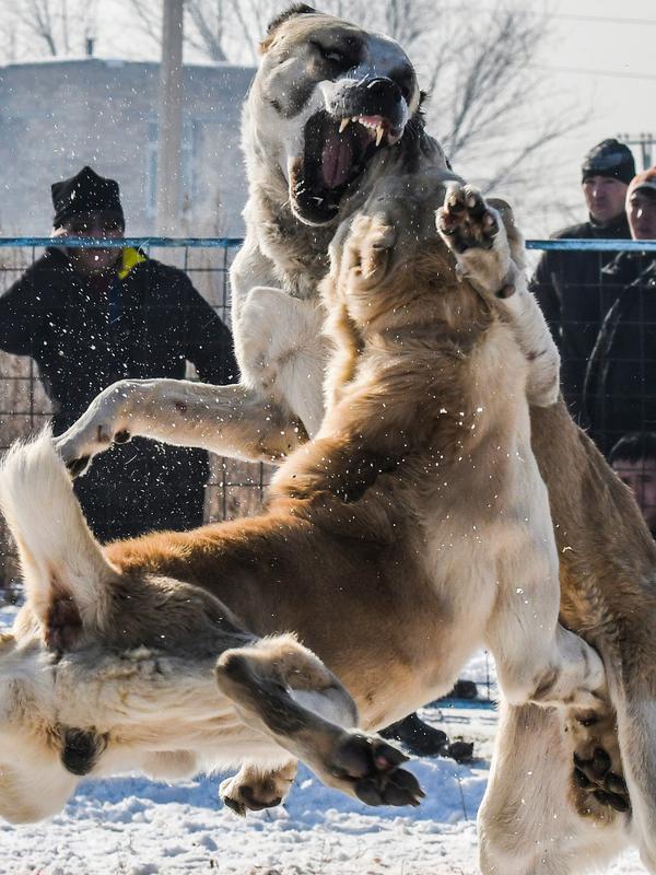 Dua Anjing Gembala Asia Tengah (Alabay) bertarung di arena pertarungan bersalju di Kota Bishkek, Kyrgyzstan (18/11). Sekitar 23 pemilik membawa anjing mereka dalam acara pertarungan untuk memperebutkan gelar juara. (AFP Photo/Vyacheslav Oseledko)