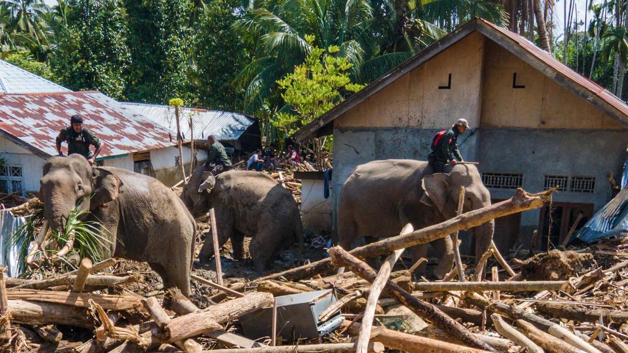 FOTO: Gajah Sumatra Dikerahkan Bantu Evakuasi Pascabanjir Bandang di Pidie Jaya