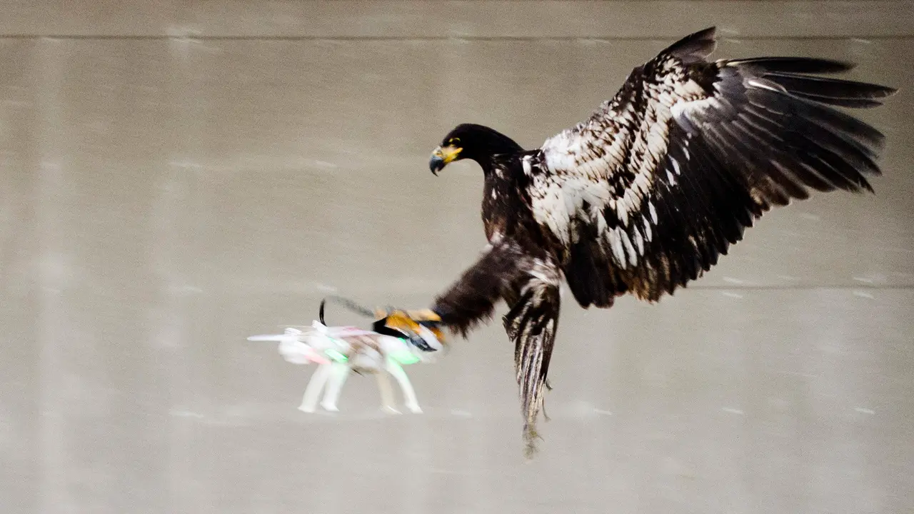 20160202-Hati-hati di Belanda Ada Elang Penghancur Drone