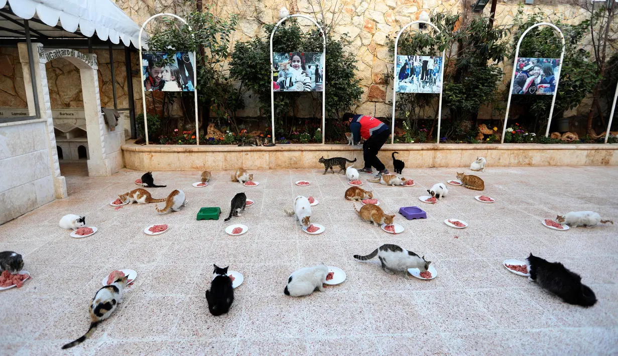 Sejumlah kucing makan daging cincang yang dihidangkan Mohammed Alaa al-Jaleel di Suaka Kucing Ernesto di Kfar Naha, Suriah (17/3). Di tempat suaka ini ada 170 kucing yang dirawat dan diurus oleh Mohammed Alaa al-Jaleel. (AFP/Omar Haj Kadour)