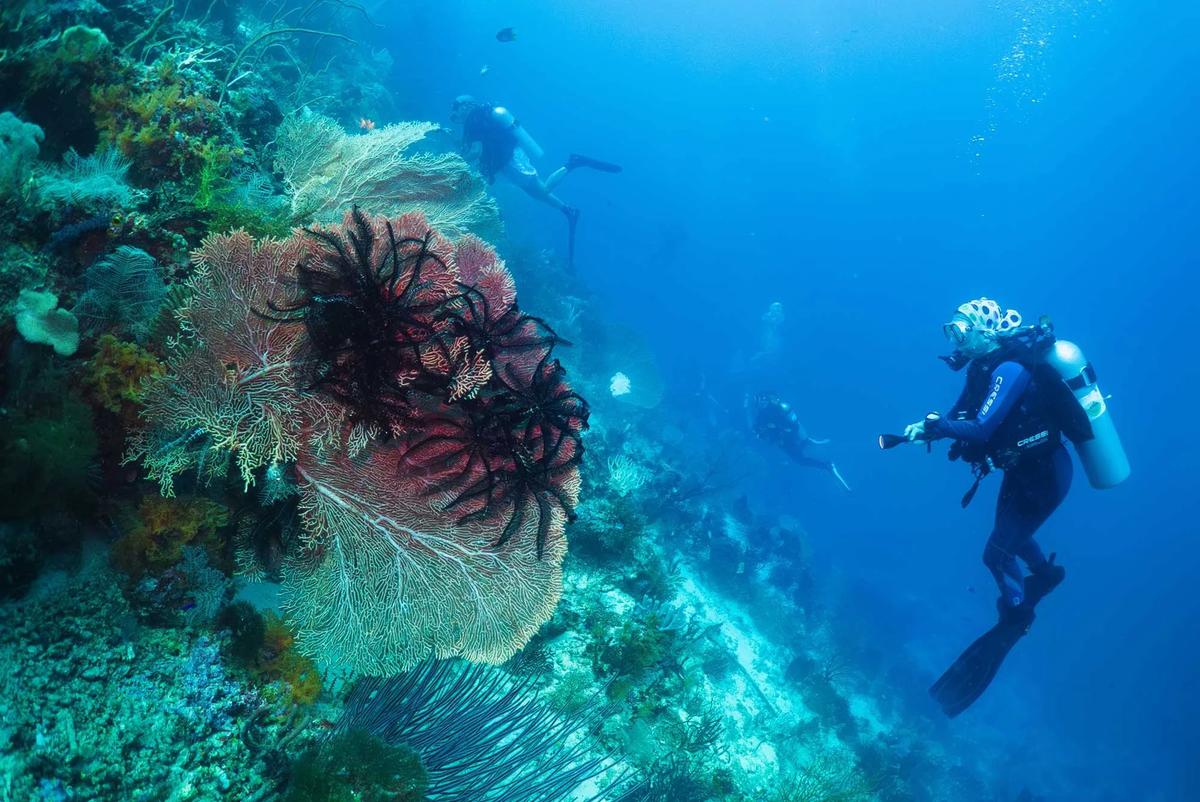 FOTO: Raja Ampat Hadapi Tekanan di Tengah Keajaiban Bawah Laut