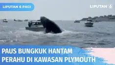 Sekelompok pecinta binatang yang tengah menyaksikan Paus Bungkuk di kawasan Plymouth, Massachusetts, Amerika Serikat, dikejutkan oleh seekor paus bungkuk yang timbul dari laut dan menghempaskan badannya ke sebuah perahu.