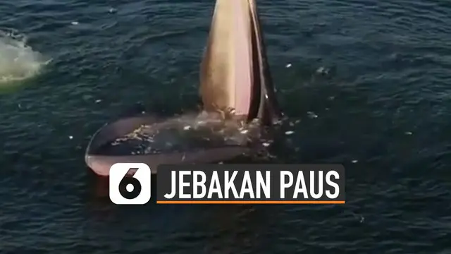 Ini dia ternyata cara paus berjenis Bryde ketika mencari makan.