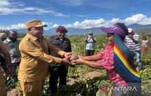 Pemkab Jayawijaya Dorong Ketahanan Pangan Lokal di 328 Kampung, Wujudkan Kemandirian Pangan