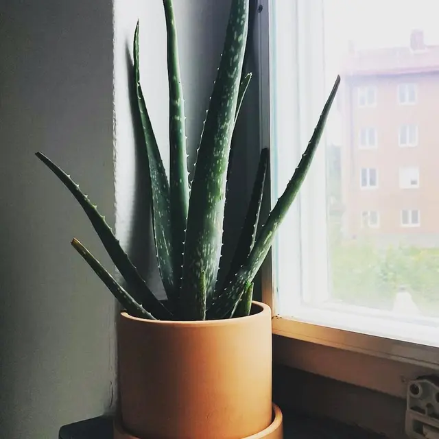 10 Tanaman Cantik yang Mudah untuk Ditanam di Rumah