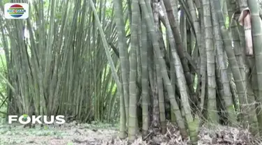 Wisata alam hutan bambu di Pagaralam, Sumatera Selatan, menyimpan pesona karena memunyai bambu dan tumbuhan lain yang langka.