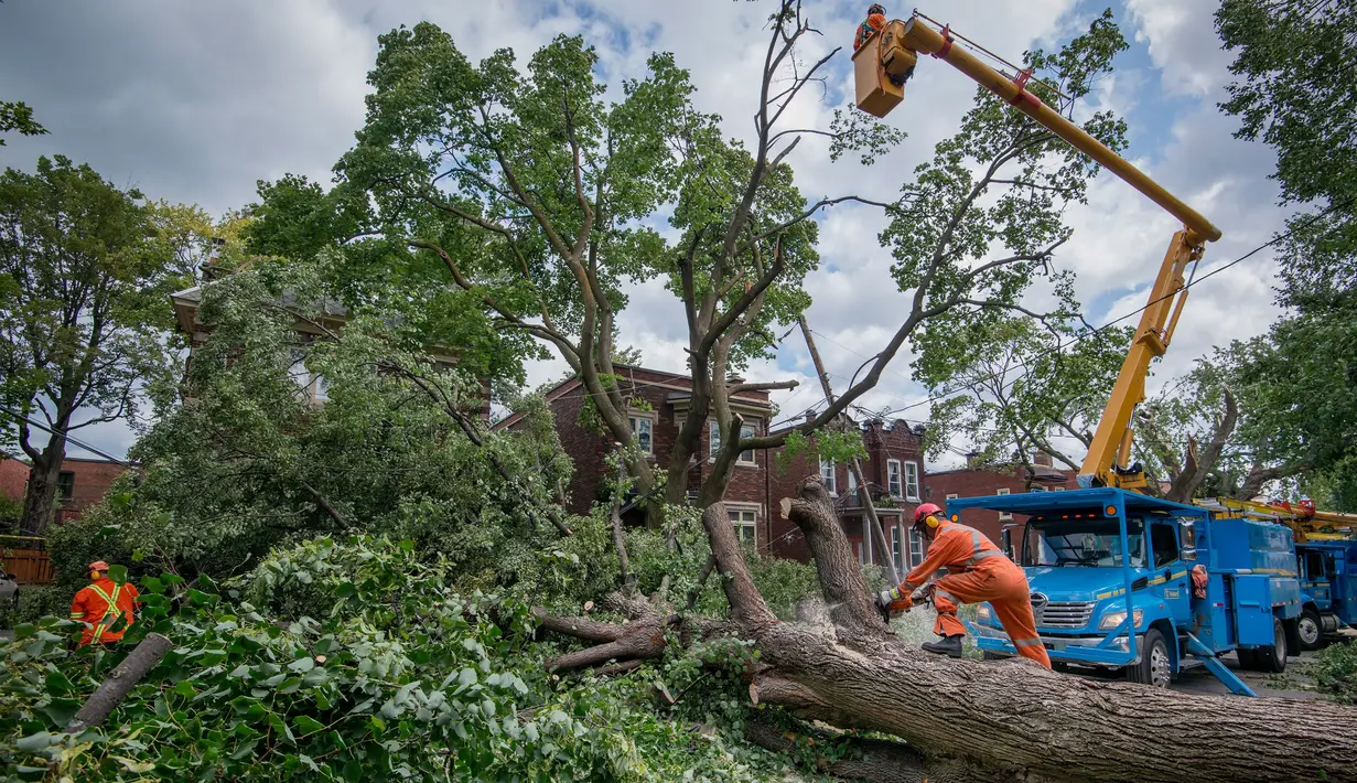 Petugas membenahi pohon tumbang akibat tornado yang menghalangi jalan di  Montreal Notre-Dame-de-Grace, Quebec, Rabu (23/8). Beberapa wilayah Kanada sudah dilanda petir serta hujan badai sejak Selasa (22/8). (Peter McCabe/The Canadian Press via AP)