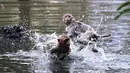 Monyet melompat ke sebuah kolam selama hari musim panas di Allahabad, di Uttar Pradesh, India, Rabu (26/5/2020). Pada Senin (24/5), panas terik mencengkeram Uttar Pradesh dan Allahabad adalah tempat terpanas di negara bagian itu dengan suhu 46,3 derajat Celcius. (SANJAY KANOJIA/AFP)